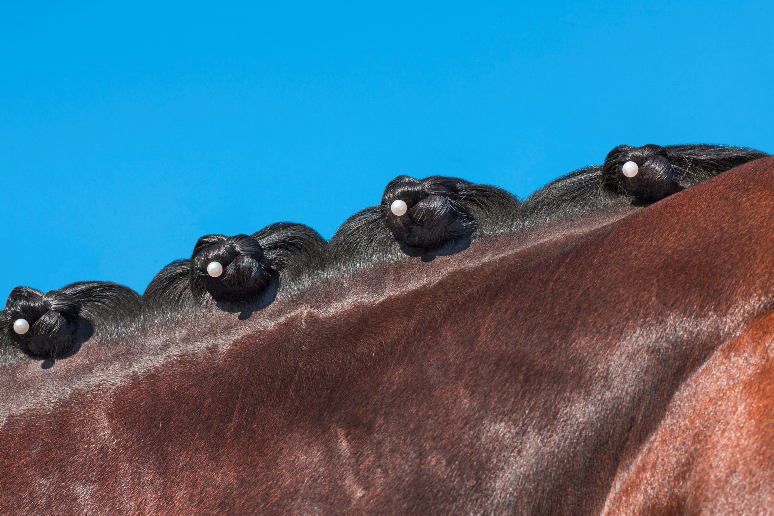 MANE ACCESSORIES Copy