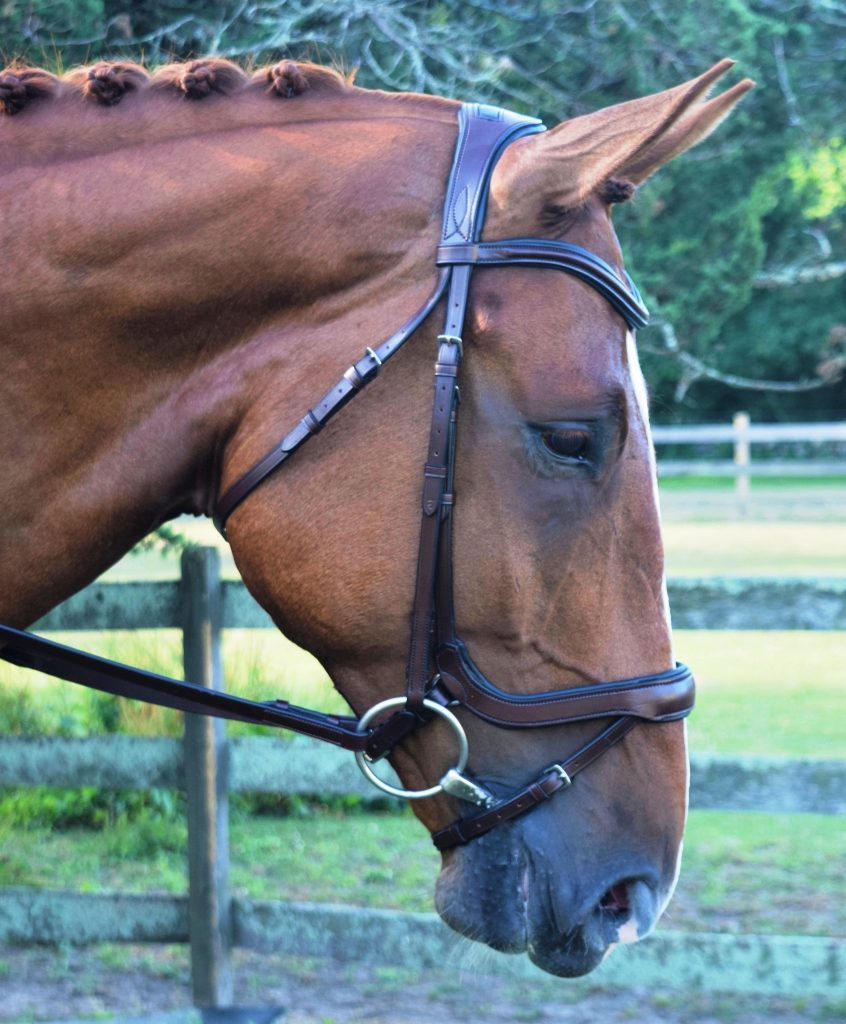 JUMPER & EVENTING BRIDLES