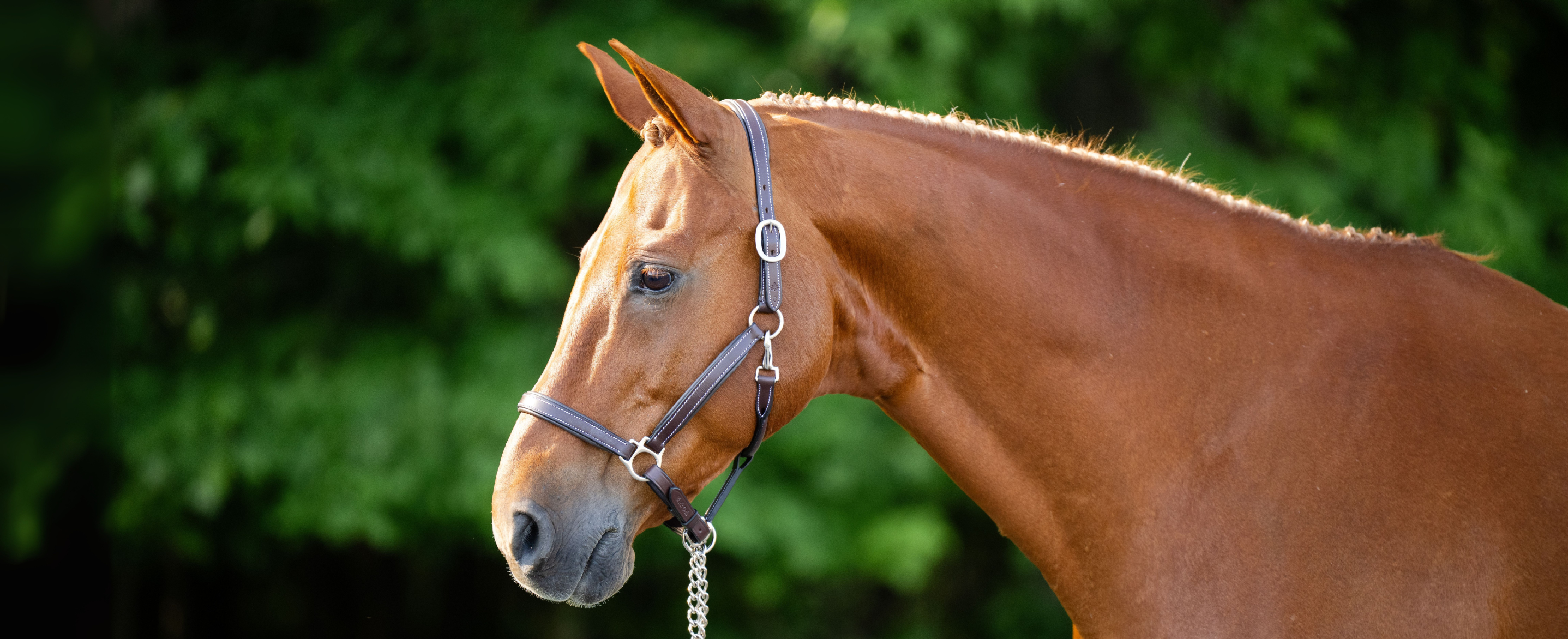レアREGAL 2021 year model Horse Leather Leather Halters -